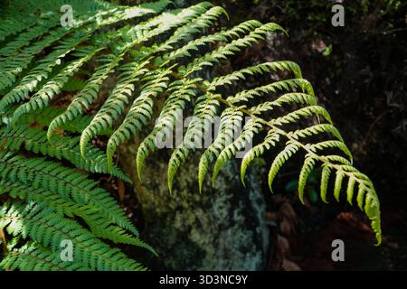 Fougère Wheki (Dicksonia squarrosa), fougère arborée la plus commune de Nouvelle-Zélande, avec des frondes vertes mises en évidence par la lumière du soleil dans une forêt naturelle. Banque D'Images