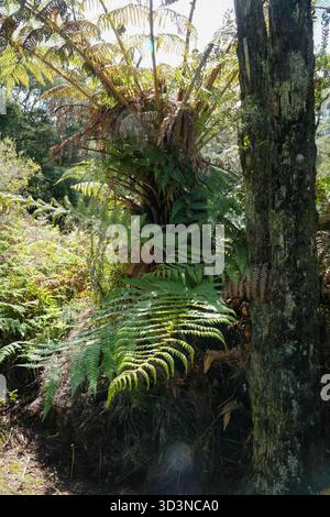 Fougère Wheki (Dicksonia squarrosa) dans son habitat naturel en Nouvelle-Zélande, présentant des frondes vertes luxuriantes et un tronc texturé au milieu de la lumière tamisée du soleil. Banque D'Images