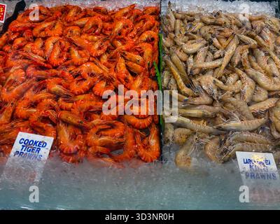Crevettes tigrées cuites et crevettes vertes crues exposées sur glace pour la vente au marché aux poissons de Sydney, en Australie. Banque D'Images