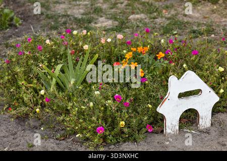 Fleurs Portulaca grandiflora dans le parc de la ville. Belle plante succulente en floraison estivale. Nom de famille Portulacaceae, nom scientifique Portulaca. Séléc Banque D'Images