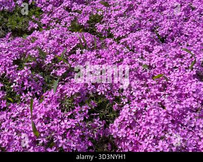 Fleurs roses alpine phlox subulata rampant mousse plante florissante Banque D'Images