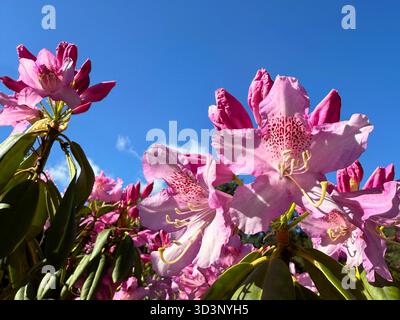 Fleurs de rhododendron rose Banque D'Images