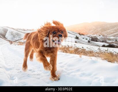cavalier roi charles devant la nature arrière-plan Banque D'Images