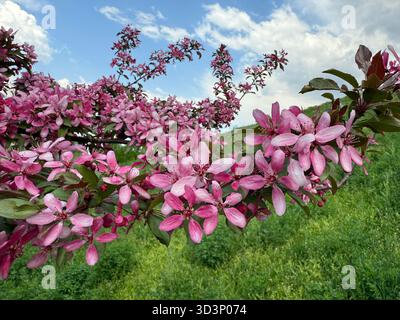 Malus floribunda, nom commun : crabère à fleurs japonaises Banque D'Images