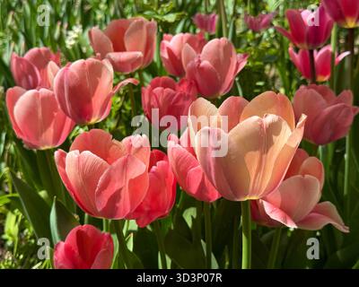Tulipes roses dans l'herbe Banque D'Images
