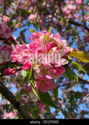 Fleur de printemps fleurs roses crabe pommier photo verticale. Banque D'Images