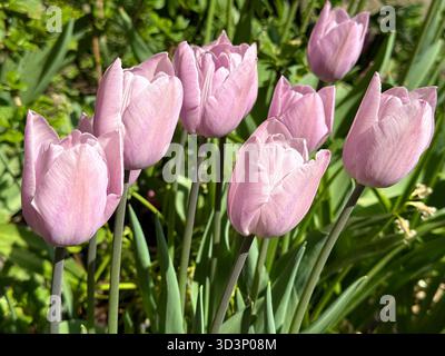 Tulipes rose clair fleurs délicates Banque D'Images