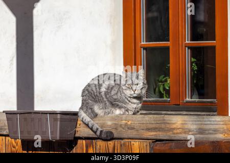 Chat tabby gris se prélassant sur un rebord de fenêtre en bois contre un mur blanc texturé avec un cadre de fenêtre rouge-brun par une journée ensoleillée. Banque D'Images