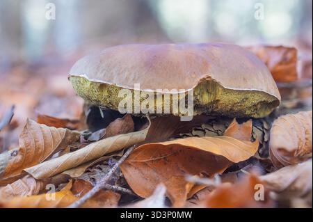 Gros plan d'un champignon niché parmi les feuilles d'automne tombées sur un sol forestier, mettant en valeur des tons terreux et des textures boisées. Banque D'Images