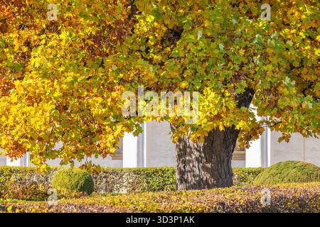 Un arbre majestueux aux feuilles jaunes se dresse comme un symbole vibrant de l'automne dans un environnement magnifiquement aménagé. Le jardin de fleurs dans la ville de Kromeriz en Banque D'Images