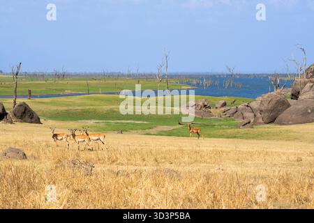 Arbres hydroponiques morts debout dans le lac Itezhi-Tezhi. Faune africaine, Impalas debout au premier plan. Parc national de Kafue, Zambie, Afrique Banque D'Images