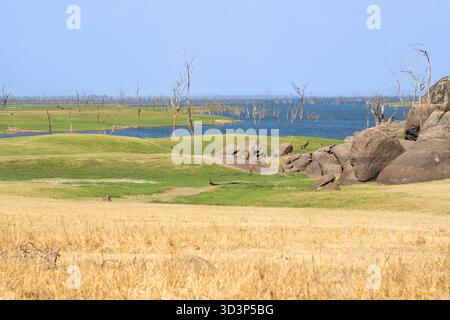 Arbres hydroponiques morts debout dans le lac Itezhi-Tezhi. Paysage africain du lac Itezhi-Tezhi. Parc national de Kafue, Zambie, Afrique Banque D'Images
