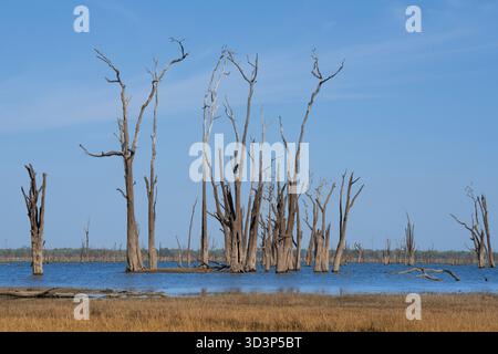 Arbres hydroponiques morts debout dans le lac Itezhi-Tezhi. Paysage africain du lac Itezhi-Tezhi. Parc national de Kafue, Zambie, Afrique Banque D'Images