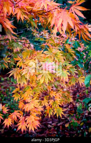 Motif de feuilles d'automne Banque D'Images