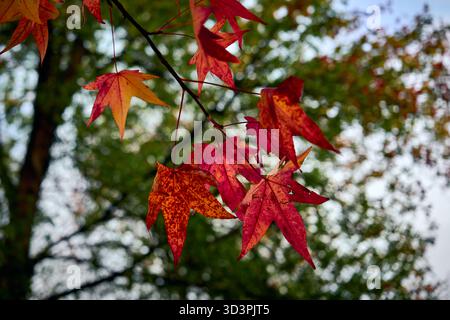 Feuilles d'érable rouge Banque D'Images