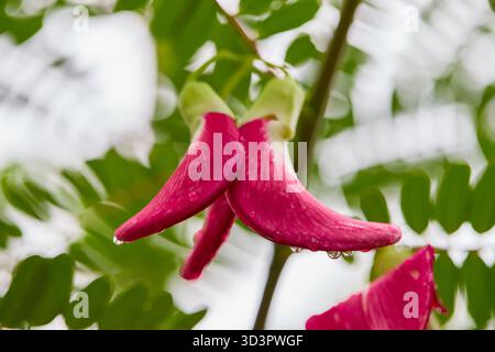 Gouttes de pluie sur rouge Sesbania grandiflora Banque D'Images