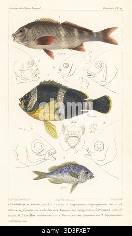 Morwong ou bilagai péruvien, Chirodactylus variegatus 1, anémonefish mauricien, Amphiprion chrysogaster 2 et chromis vert, Chromis viridis 3. Gravure sur cuivres pointillés à la main par Eugène Giraud d'après une illustration de Felix-Edouard Guérin-Méneville et Edouard Travies tirée de Guérin-Méneville's iconographie du règne animal de George Cuvier, iconographie du Royaume animal par George Cuvier, J. B. Baillière, Paris, 1829-1844. Banque D'Images