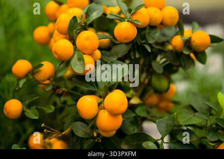 Oranges de mandarine fraîches mûres suspendues sur une branche verte à feuilles avec une lumière douce naturelle et un fond flou. Banque D'Images