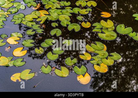 Les nénuphars flottent doucement sur un étang tranquille, reflétant la beauté sereine d'un jardin japonais automnal. L'immobilité de l'eau améliore le contr Banque D'Images
