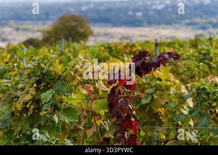 Une scène automnale vibrante dans un vignoble de Kakheti, en Géorgie, où les feuilles de raisin vert luxuriant et rouge profond recouvrent les rangées de vignes sous un ciel serein, de haute lueur Banque D'Images