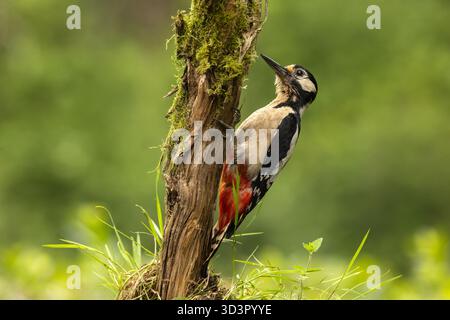 Un grand pic tacheté, dendrocopos major, perche sur un arbre mousselé dans la verdure luxuriante des Asturies, en Espagne, pendant l'été vibrant et animé Banque D'Images