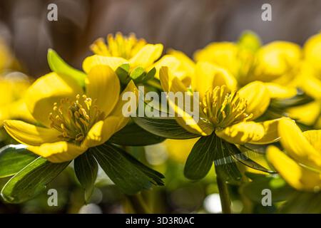 Fleurs d'aconite d'hiver (Eranthis hyemalis) en pleine floraison au soleil Banque D'Images