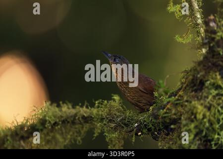 Un noirceur brun perche gracieusement sur une branche moussue dans les forêts luxuriantes d'Amérique centrale, capturé dans un cadre naturel et serein pendant le gol Banque D'Images