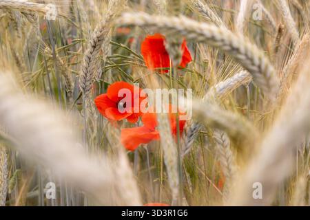 Une scène vibrante de coquelicots rouges fleurissant au milieu de tiges de blé doré dans un champ agricole, capturant l'essence de la beauté de la nature et de la tranqu rurale Banque D'Images