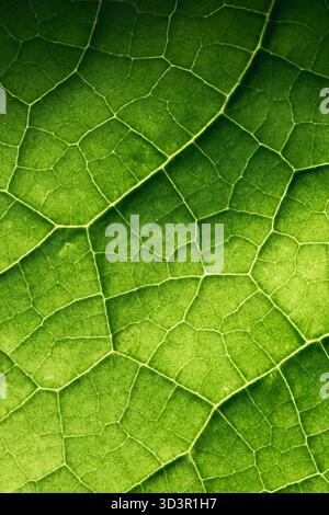 Image macro gros plan mettant en évidence la texture complexe et la couleur verte vibrante d'une feuille, mettant en valeur les motifs naturels créés par le réseau de v Banque D'Images