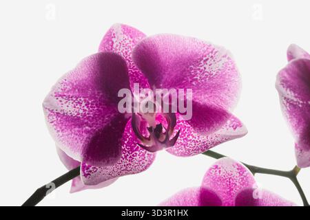 Une fleur d'orchidée rose éclatante avec des taches délicates est présentée sur un fond blanc clair. Le gros plan capture les détails complexes du Banque D'Images
