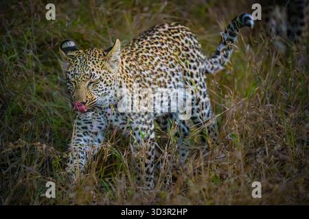 Bébé léopard marchant dans l'herbe dans le parc national Kruger, Afrique du Sud Banque D'Images