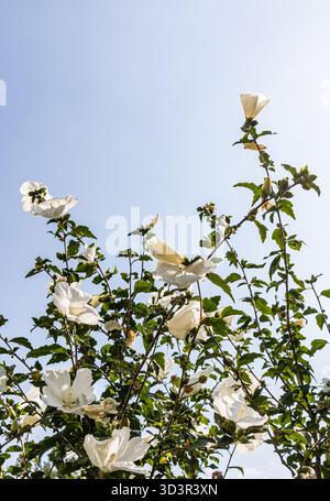 Un spectacle vibrant d'hibiscus d'arbre blanc fleurit sur un ciel bleu clair, mettant en valeur leurs pétales délicats et leur feuillage vert luxuriant, capturant l'essen Banque D'Images