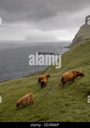 Les bovins des Highlands paissent paisiblement sur les collines verdoyantes des îles Féroé, avec le vaste océan Atlantique en arrière-plan sous un nuage dramatique Banque D'Images