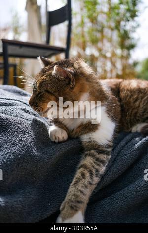 Personne recadrée méconnaissable se détendant à l'extérieur avec un chat tabby dormant sur le dessus, capturant un moment serein d'automne de confort et de compagnie dans nat Banque D'Images