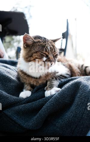 Personne rognée méconnaissable avec un chat endormi se prélassant sur le dessus, à l'extérieur. Le félin détendu bénéficie du confort d'une couverture douce, entourée de natu Banque D'Images