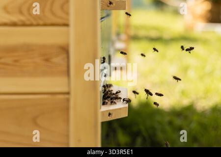 Une vue rapprochée des abeilles entrant dans une ruche en bois par une journée ensoleillée dans un jardin luxuriant, occupé par le processus de collecte et de récolte du miel pendant le pic Banque D'Images