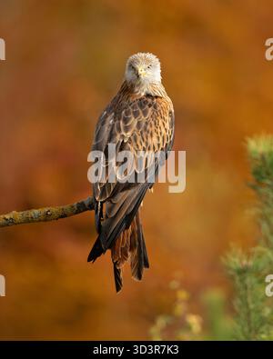 Le cerf-volant rouge (Milvus milvus) est un oiseau de proie de la famille des Accipitridae, qui comprend également de nombreux autres rapaces diurnes tels que les aigles, les bourdonnards, les an Banque D'Images