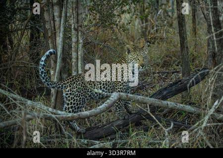 Bébé léopard marchant dans l'herbe dans le parc national Kruger, Afrique du Sud Banque D'Images