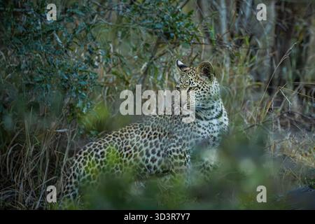 Bébé léopard marchant dans l'herbe dans le parc national Kruger, Afrique du Sud Banque D'Images