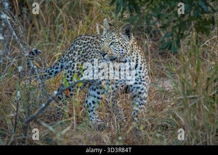 Bébé léopard marchant dans l'herbe dans le parc national Kruger, Afrique du Sud Banque D'Images
