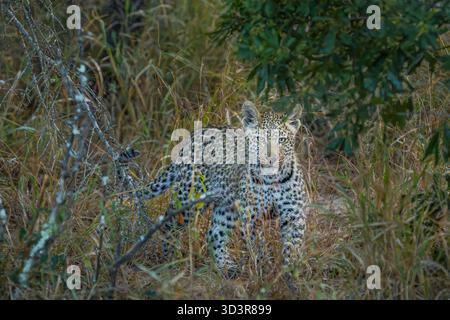 Bébé léopard marchant dans l'herbe dans le parc national Kruger, Afrique du Sud Banque D'Images