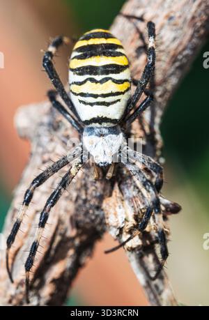 Portrait vertical en gros plan d'une araignée guêpe (Argiope bruennichi) aux couleurs vives avec un abdomen rayé jaune et noir reposant sur une branche. Banque D'Images