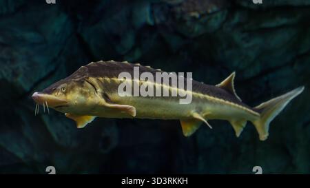 L'esturgeon nage gracieusement dans un aquarium avec un fond rocheux. Corps blindé, barbillons et teinte jaunâtre mettent en valeur ce poisson ancien dans une eau claire. Banque D'Images