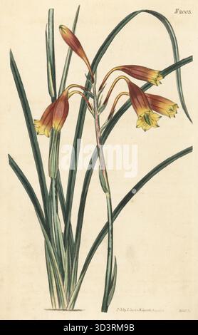 Cloches de Noël, gadigalbudyari ou blandfordia, Blandfordia nobilis. Originaire de New Holland (Australie), nommé d'après le marquis de Blandford. Gravure sur cuivre colorée à la main par Weddell d'après une illustration botanique par un artiste inconnu du Curtis's Botanical Magazine, édité par John Sims, Londres, 1818. Banque D'Images