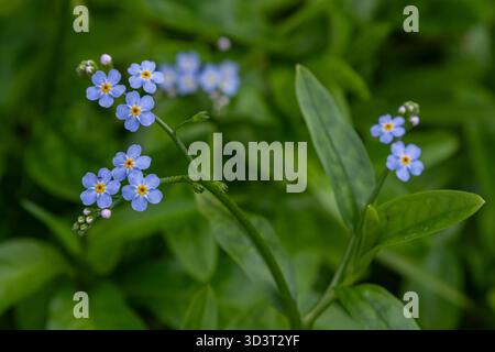 Les fleurs de myosotis bleu vif communément appelées Forget-me-Nots se distinguent de manière éclatante contre la riche verdure capturant l'essence d'une journée de printemps vibrante. Banque D'Images