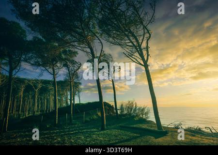 Les pins, la plage et la mer, Marina di Cecina, Maremme, Toscane, Italie l'Europe. Banque D'Images
