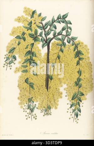 Hochet poilu, sueur, acacia pleurant ou acacia de Cunningham, acia vestita. Originaire de Nouvelle-Galles du Sud, Australie, Nouvelle-Hollande, graines envoyées par le botaniste anglais Allan Cunningham. Spécimen élevé dans la serre de Bayswater de Mme Elizabeth Wright, comtesse de Vandes. Gravure colorée à la main par Frederick William Smith d'après une illustration botanique de Samuel Holden tirée du magazine Joseph Paxton's Magazine of Botany, et Register of Flowering plants, volume 3, W.S. Orr, Londres, 1837. Banque D'Images