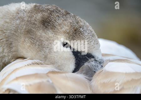 Cygne muet (Cygnus olor) juvénile, avec un plumage passant du brun immature au blanc, reposant avec son bec sous son aile. Novembre, Kent, Royaume-Uni Banque D'Images