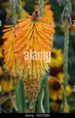 Poker rouge chaud, variété Kniphofia Mango Popsicle, fleur d'orange en gros plan un fond flou de feuilles et de fleurs. Banque D'Images