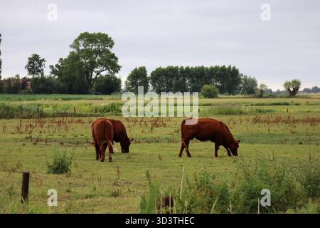 Vaches qui paissent dans un pâturage vert dans la réserve naturelle de Blankaart, Belgique Banque D'Images